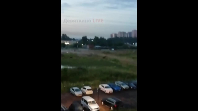 Видео: около метро "Девяткино" ночью бегали лоси 