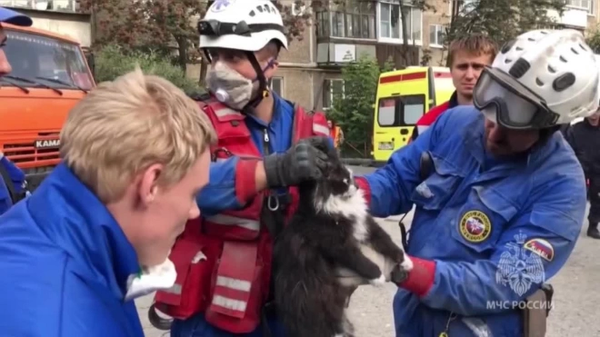 Из-под завалов жилого дома в Нижнем Тагиле спасли кота