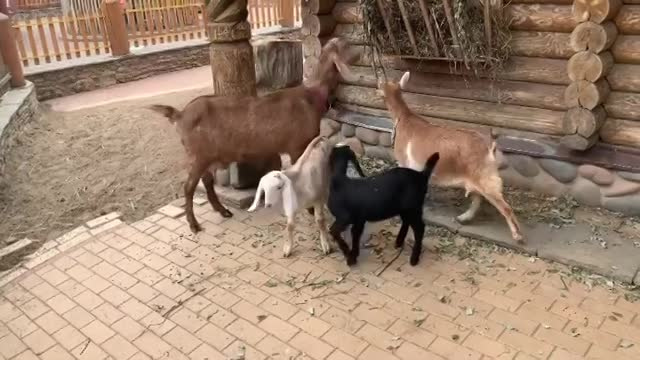 В Ленинградском зоопарке показали 9 карликовых и 2 нубийских новорожденных козлят