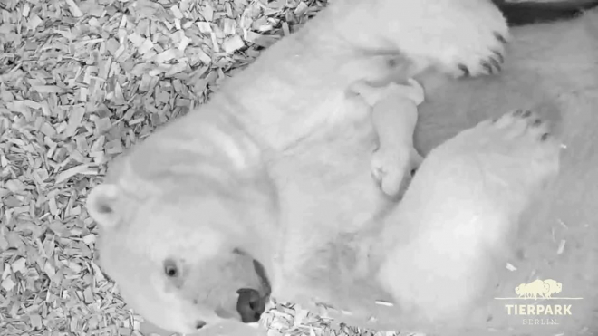Смотрители немецкого зоопарка показали миру новорожденного белого медвежонка