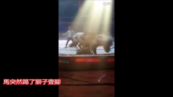 Видео: лев и тигр перегрызли горло лошади на репетиции в китайском цирке