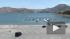 Звезду сериала "Хор" Наю Риверу нашли мертвой на озере Перу