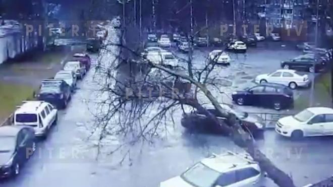 Падение дерева на "Хендэ" на проспекте Художников попало на видео