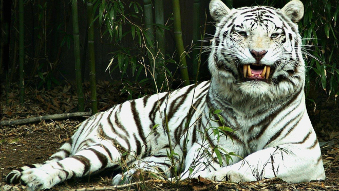 Очевидцы с трясущимися руками засняли на видео поимку бенгальского тигра Оскара