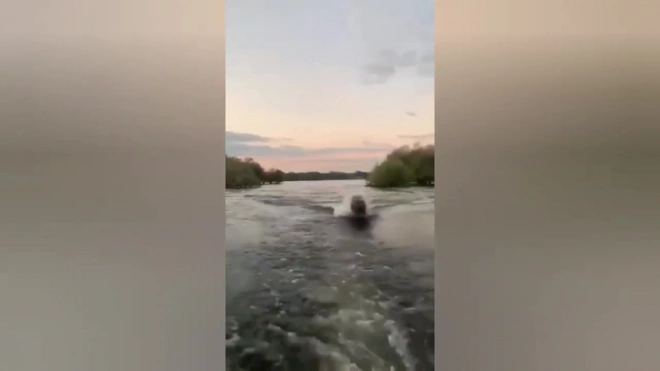 Разъяренный бегемот погнался за лодкой и попал на видео