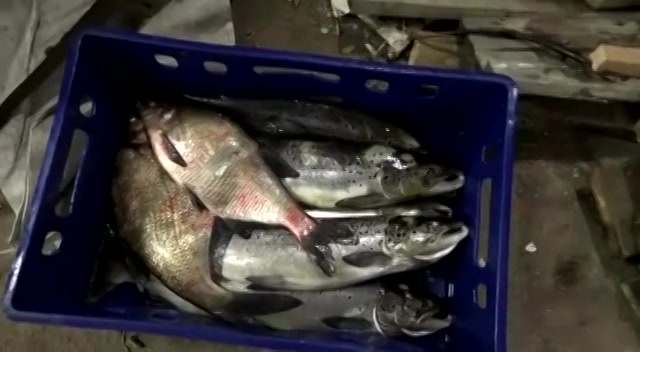 Сотрудник Росрыболовства поймал атлантического лосося и уголовное дело 