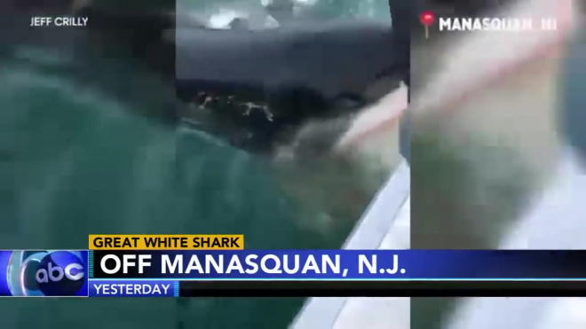 Видео: в США рыбаки едва не поймали пятиметровую белую акулу 