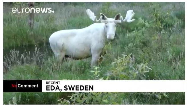 В лесах Швеции на видео попал белый лось-мутант