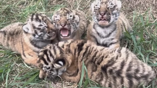 В сафари-парке "Тайган" амурская тигрица родила четырех детенышей