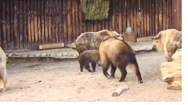 В Московском зоопарке родился малыш краснокнижного сычуаньского такина