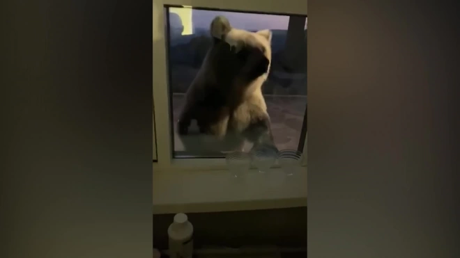 В Башкирии медвежонок пытался попасть в горнолыжного комплекса