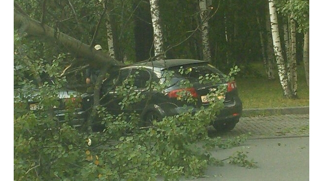 На проспекте Большевиков на машины упало дерево