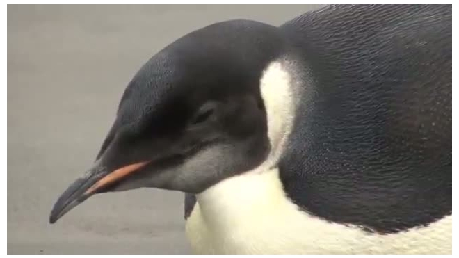Ученые: Знаменитый пингвин, доплывший до Новой Зеландии, скорее всего стал жертвой акулы