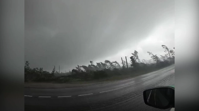 Туристы сняли на видео, как ураган за секунды вырвал десятки деревьев