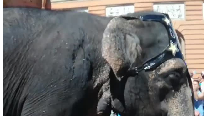 Видео: Петербуржцев поразило шествие слонов на Невском проспекте