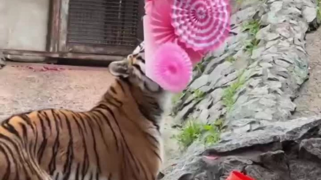 Тигрица Виола отметила свой третий день рождения в Ленинградском зоопарке