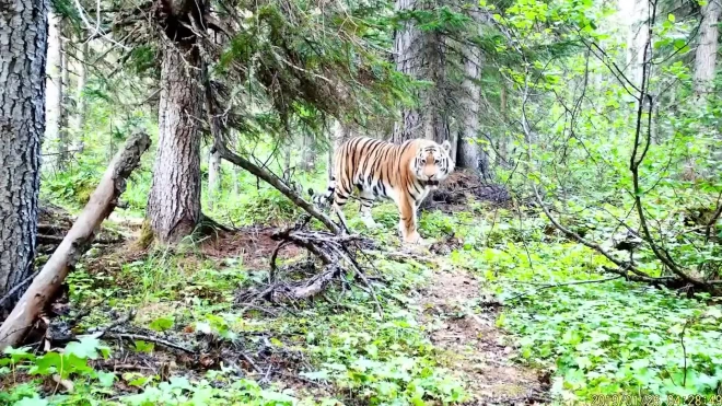 На севере Хабаровского края впервые заметили амурского тигра