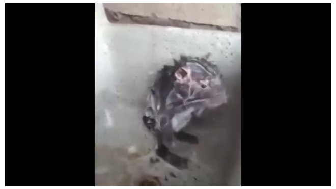Видео с принимающей душ крысой взорвало сеть