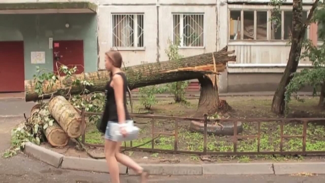 Упавшее на Есенина, 26 дерево разбило стекла в квартирах