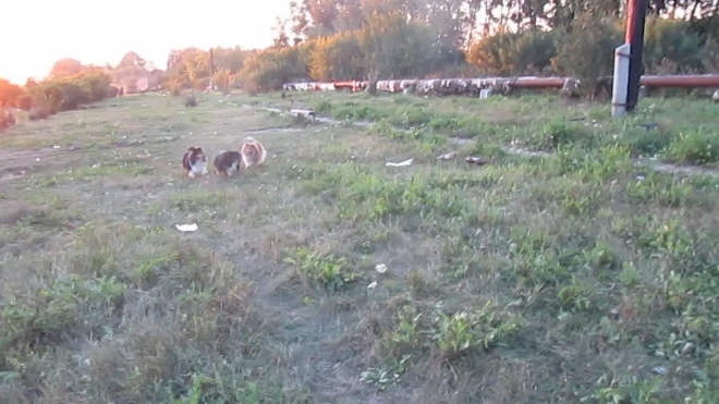мои "шелтики "!