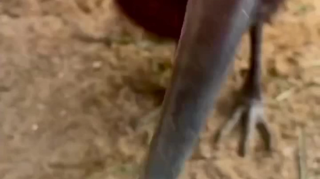 Пару рогатых воронов переместили в летний вольер Ленинградского зоопарка