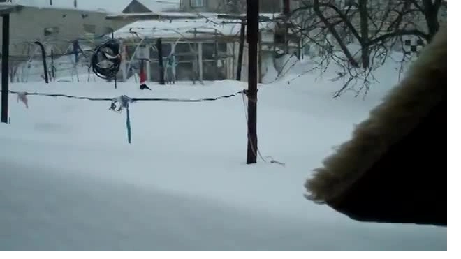 кошка в сугробе
