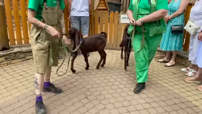 В Ленинградском зоопарке появилась порода коз Камори