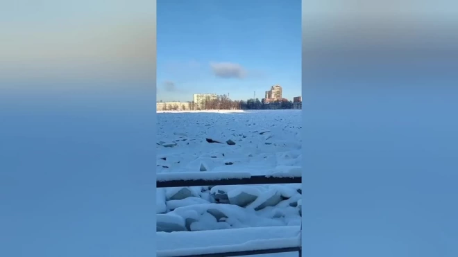 В Невском районе три дня искали напуганного шпица