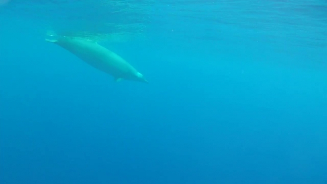Ученые опубликовали первое в истории видео с китом "ремнезуб Тру"