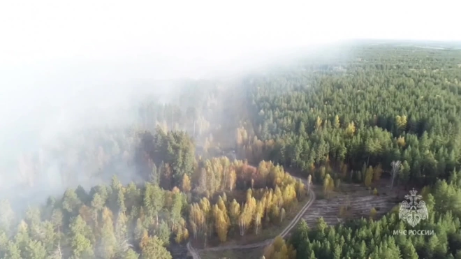 В Самарской области продолжают тушить лесной пожар