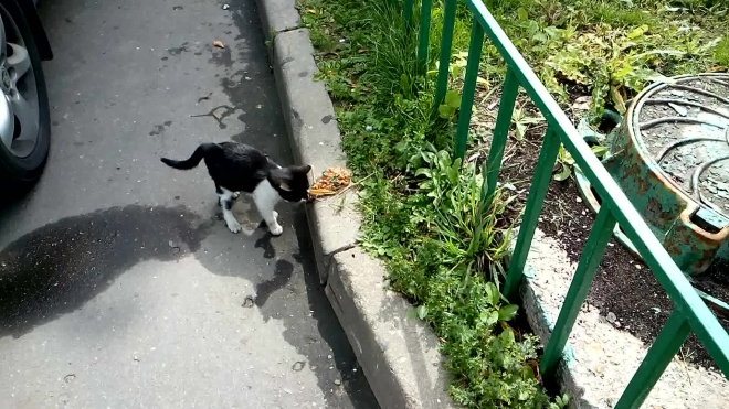 Котёнок у дороги