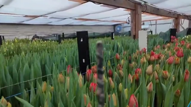 Во Всеволожском районе вырастили тюльпаны из ленинградских луковиц
