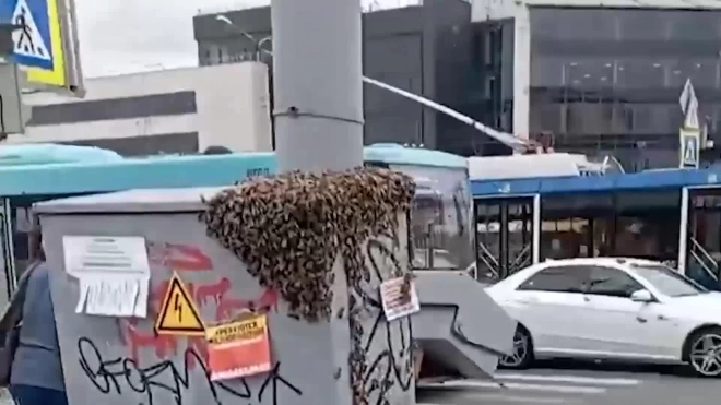 Пчёлы облепили электрощиток в Приморском районе. Их уже спасли