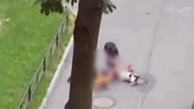 В Петербурге мужчина пострадал, закрывая свою собаку от стаффордширских терьеров