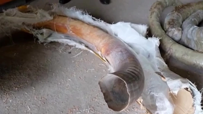 В Хабаровском крае пограничники изъяли из тайника 1,5 тонны бивней мамонта