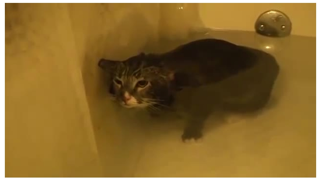 Кот в ванне