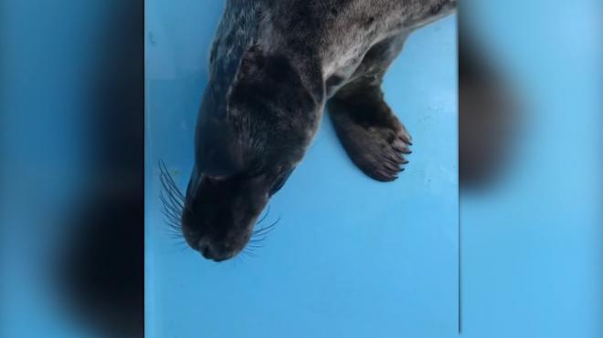 Фонд друзей балтийской нерпы опубликовал видео "поющих" тюленей