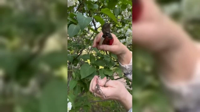 В Ботаническом саду напомнили, по какой причине не стоит ломать сирень