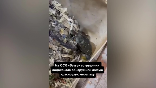 В Сочи спасли попавшую в канализацию красноухую черепаху