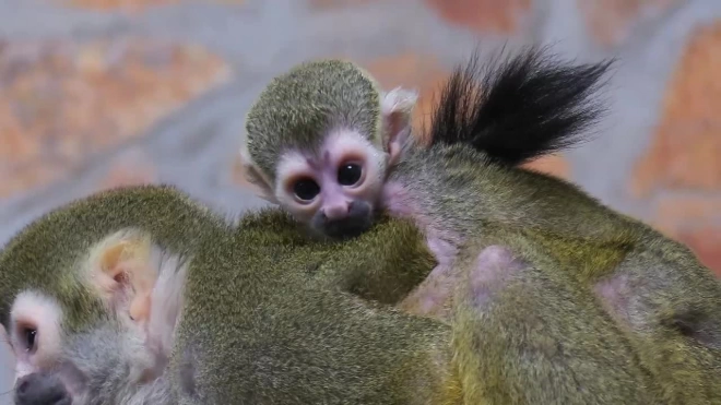 У двух обезьянок саймири из Ленинградского зоопарка родилось по малышу