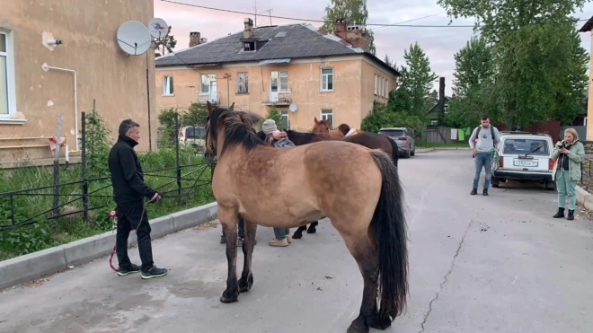 Полиция задержала цыган, укравших лошадей во Всеволожском районе