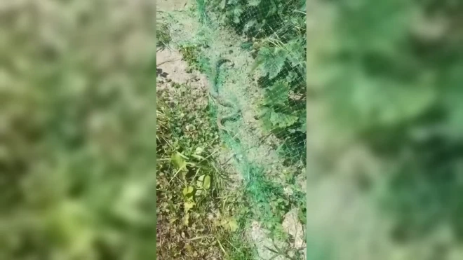 На дачный участок в Волосовском районе Ленобласти заползла змея