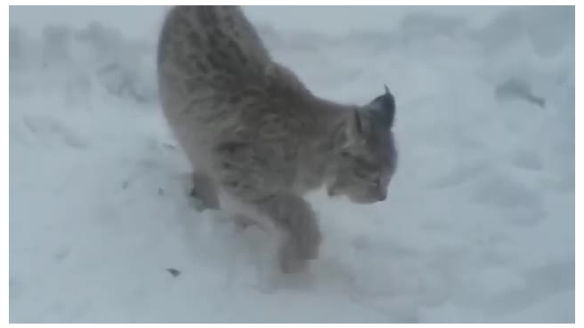 Видео из Удмуртии: рысь обедала во дворе жилого дома