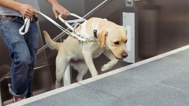 Петербургское метро открыло двери для слепых с собаками-поводырями