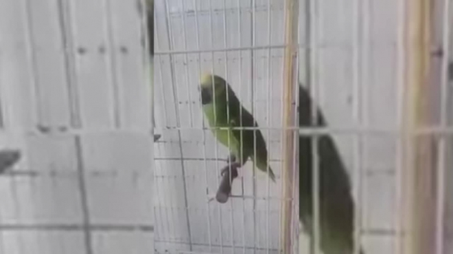 Видео, где попугай поет песню Рианы – взрывает интернет 