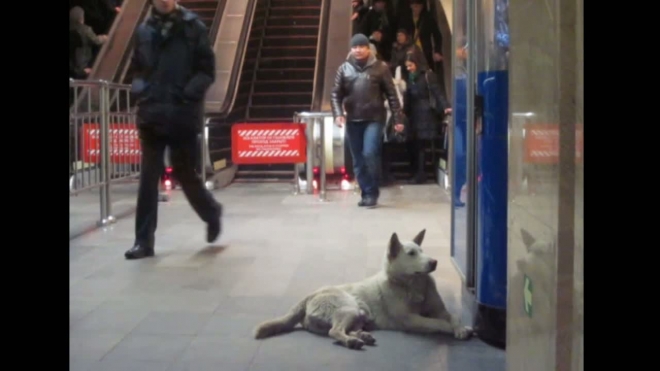 Бродячие собаки спасаются от морозов в петербургском метро