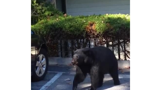 Бурый медведь пытался угнать автомобиль у американских молодоженов