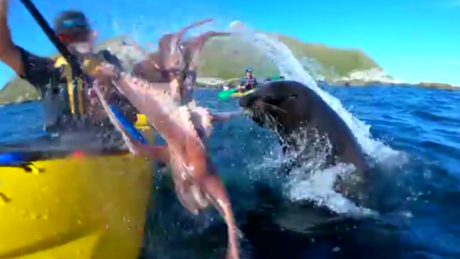 Видео из Новой Зеландии: Тюлень швырнул в лицо каякеру осьминога