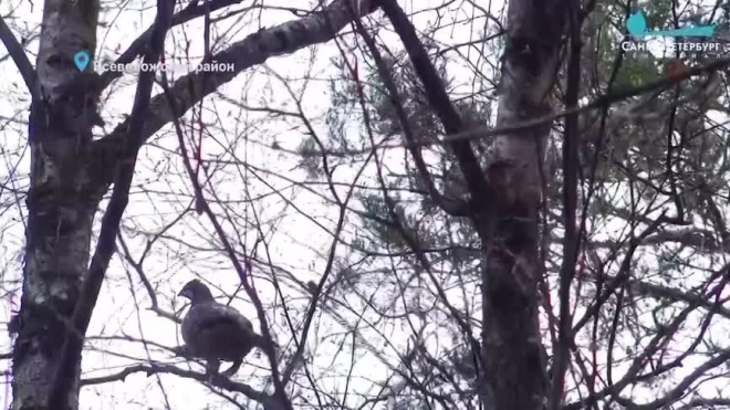 Под Петербургом рябчики начали объединяться в стайки