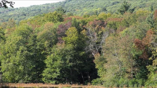 Глобальное потепление почти удвоило скорость роста лесов в Новой Англии 